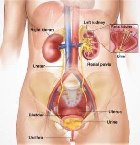 uti urinary tract infection treatment