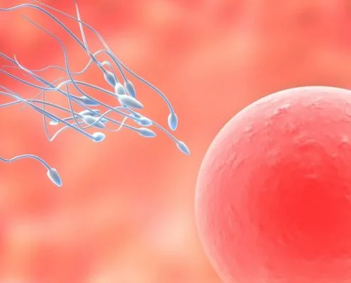 ovulation calculator ovulation calendar