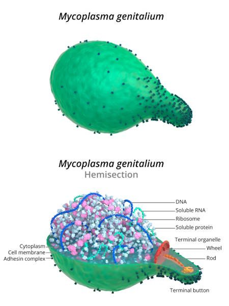 what is mycoplasma genitalium bacteria mgen symptoms
