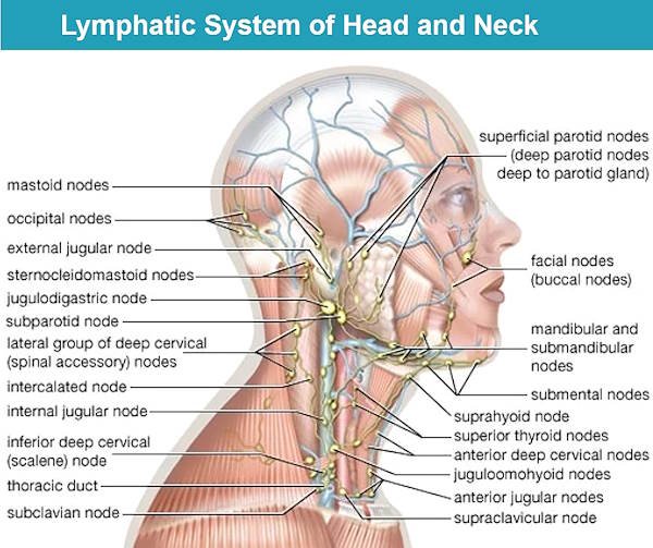 lymph nodes, swollen lymph nodes in neck, cervical lymph nodes, occipital lymph nodes, swollen lymph node behind ear